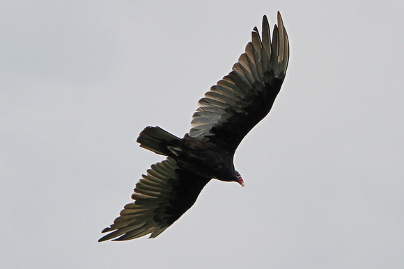 2012 - Turkey Vulture, Kettle Moraine S.F.