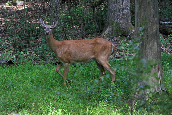 2012 - White Tail Deer, Kettle Moraine S.F.