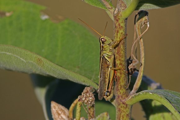Grasshopper on Milkweed