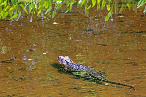 American Aligator, Florida