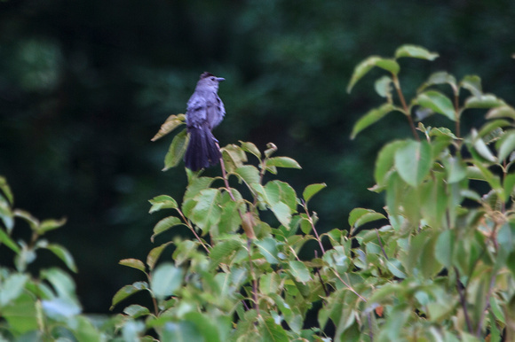 2012 - Gray Catbird, Kettle Moraine S.F.