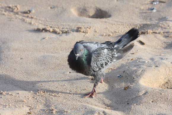 Rock Pigeon, Bondi Beach, Sydney, Australia
