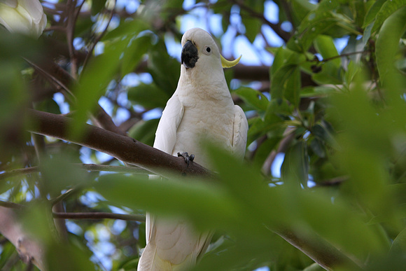 Australian Cockatoo, Sydney, Australia