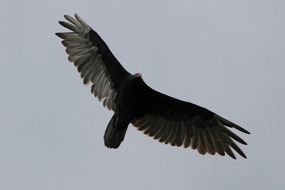2012 - Turkey Vulture, Kettle Moraine S.F.
