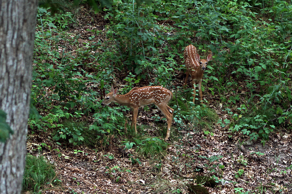 2012 - White Tail Deer (Fawns), Kettle Moraine S.F.