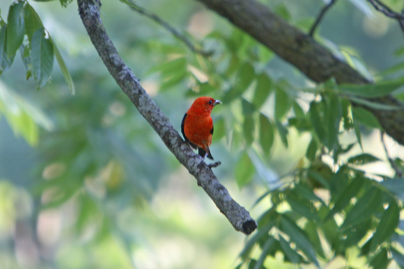 2012 - Scarlet Tanager, Kettle Moraine S.F.