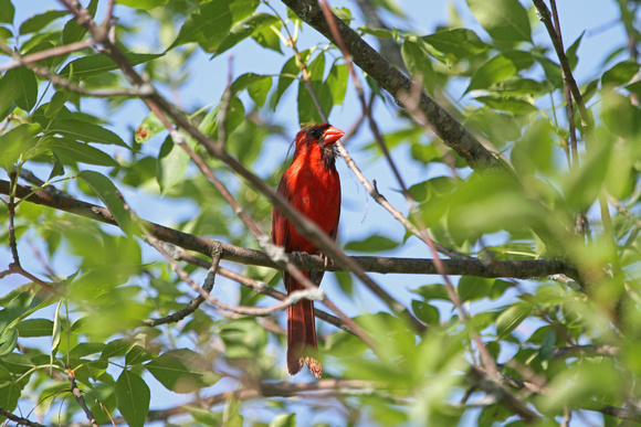 2012 - Northern Cardinal, Kettle Moraine S.F.