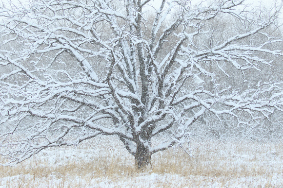 Snowy Tree, Horicon National Wildlife Refuge