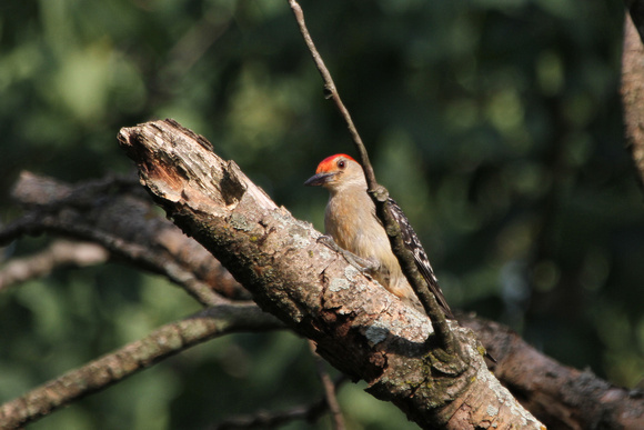 2012 - Red-bellied Woodpecker, Kettle Moraine S.F.