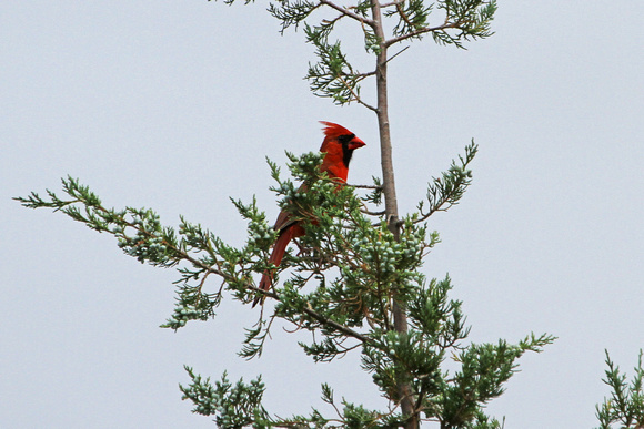 2012 - Northern Cardinal, Kettle Moraine S.F.