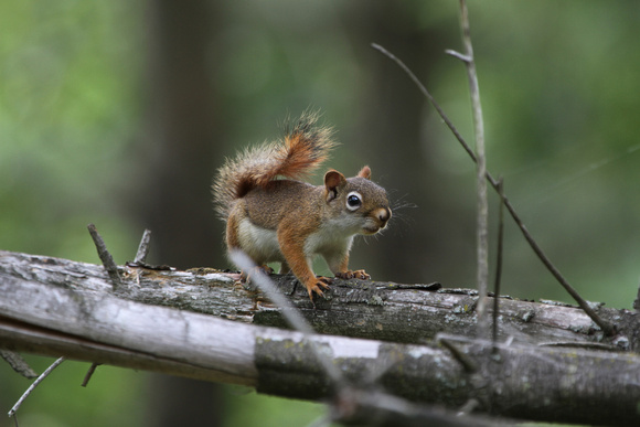 2012 - Red Squirrel, Kettle Moraine S.F.
