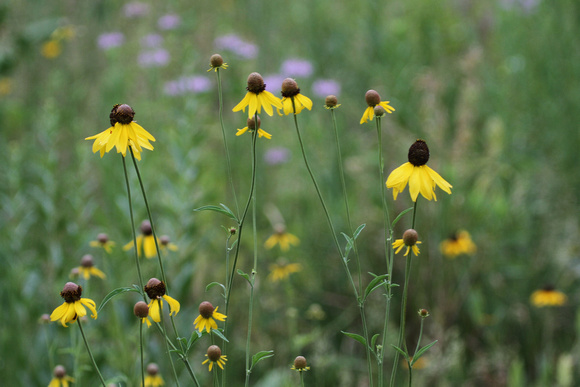 2012 - Wild Flowers, Kettle Moraine S.F.