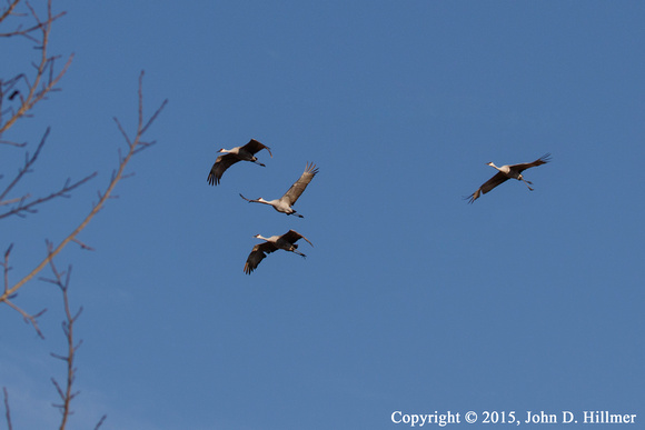Sandhill Cranes, Horicon National Wildlife Refuge