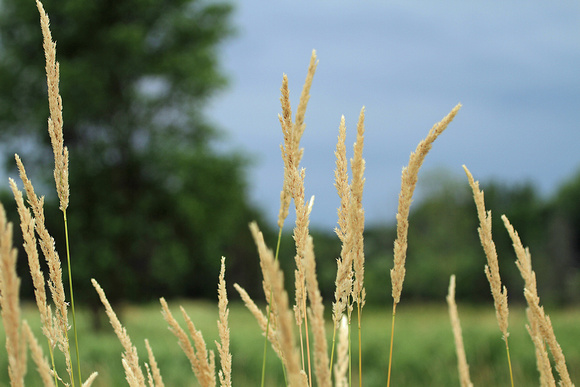 2012 - Wild Grasses, Kettle Moraine S.F.