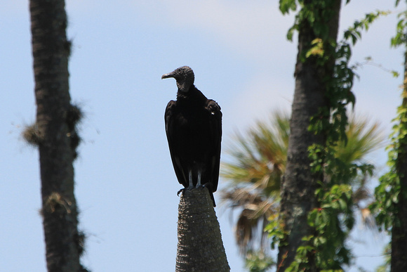 Black Vulture, Florida