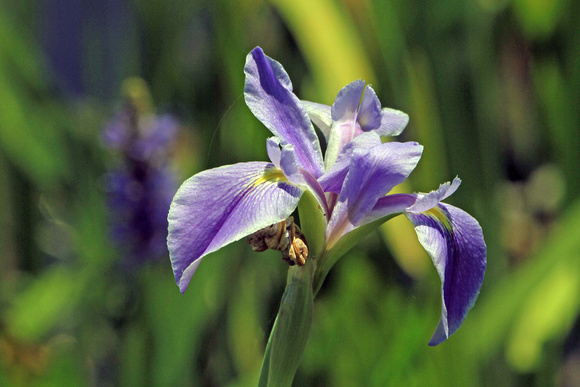 Wild Iris, Florida