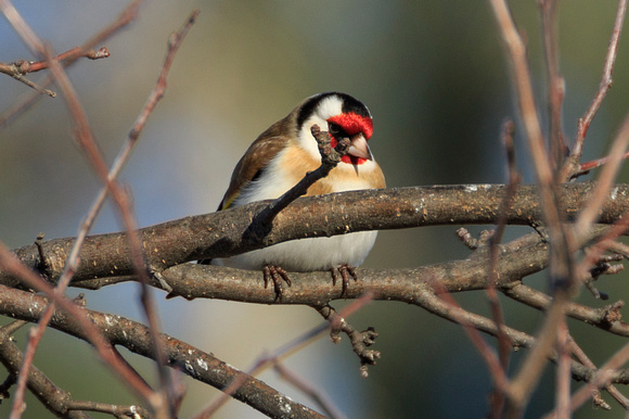 "Angry Bird" European Goldfinch