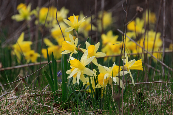Wild Daffodils, Delafield, WI